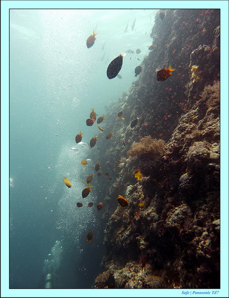 2011 - 08 - Borneo - Sipadan 019